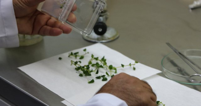 2 Tane Daha  Milli Patates  Çeşidi Tescillendi